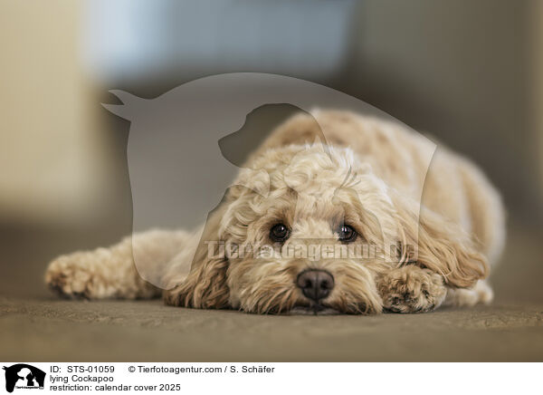 liegender Cockapoo / lying Cockapoo / STS-01059