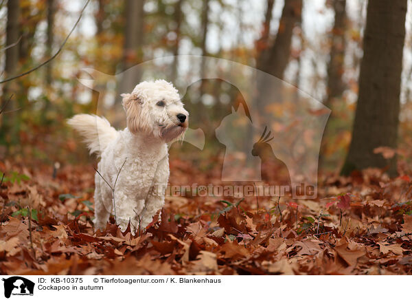 Cockapoo im Herbst / Cockapoo in autumn / KB-10375