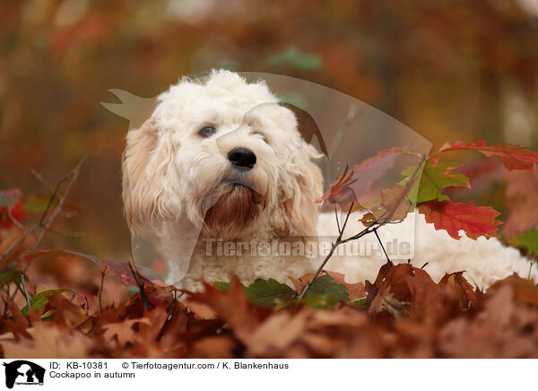 Cockapoo im Herbst / Cockapoo in autumn / KB-10381