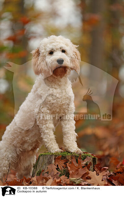 Cockapoo im Herbst / Cockapoo in autumn / KB-10388