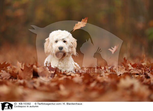 Cockapoo im Herbst / Cockapoo in autumn / KB-10392