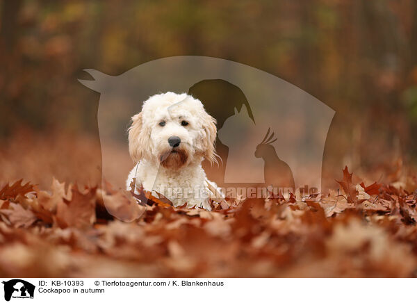 Cockapoo im Herbst / Cockapoo in autumn / KB-10393