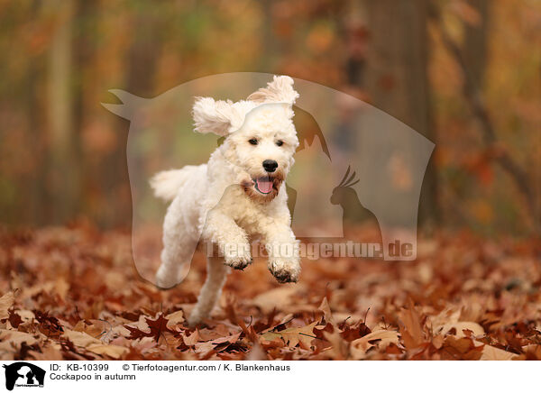 Cockapoo im Herbst / Cockapoo in autumn / KB-10399