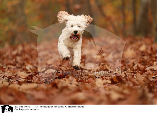 Cockapoo im Herbst / Cockapoo in autumn / KB-10401