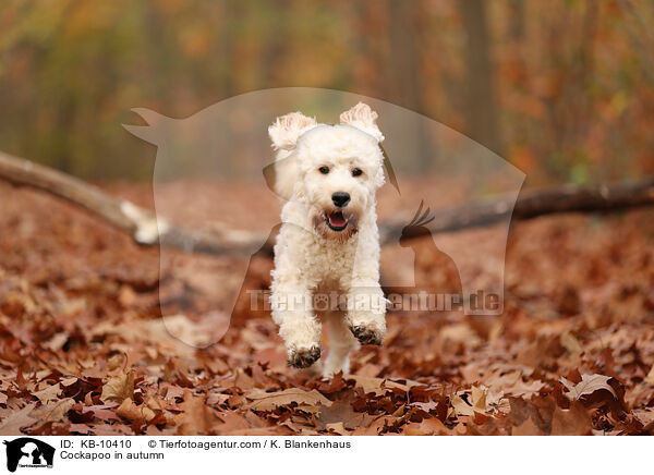 Cockapoo im Herbst / Cockapoo in autumn / KB-10410