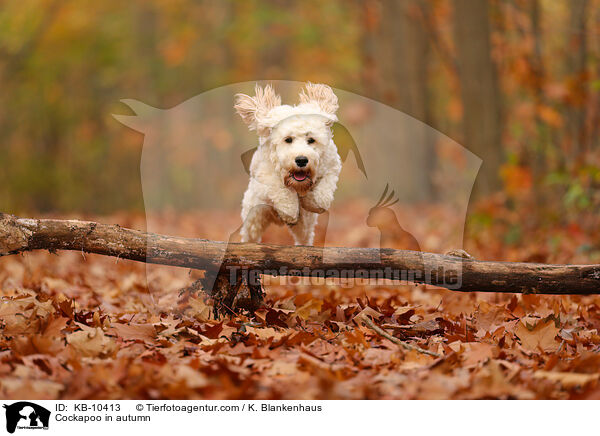 Cockapoo in autumn / KB-10413