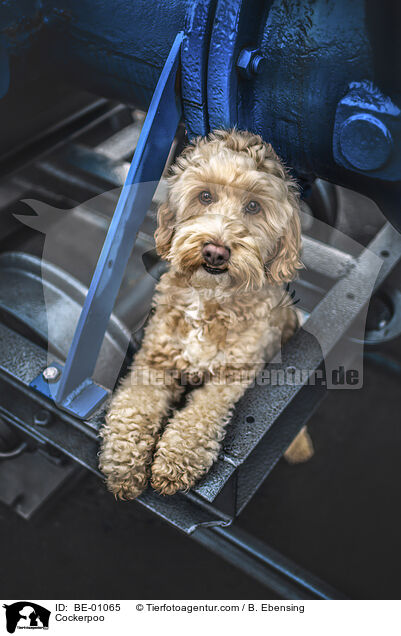 Cockerpoo / Cockerpoo / BE-01065