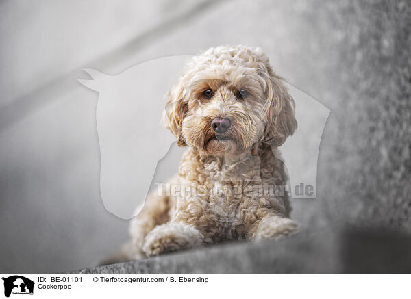 Cockerpoo / Cockerpoo / BE-01101