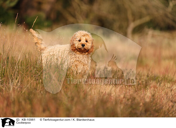Cockerpoo / Cockerpoo / KB-10981