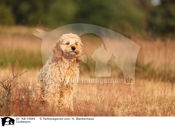 Cockerpoo / Cockerpoo / KB-10984
