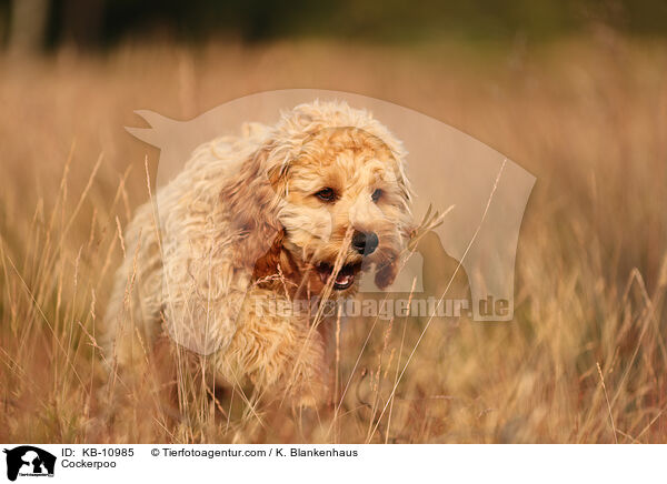 Cockerpoo / Cockerpoo / KB-10985