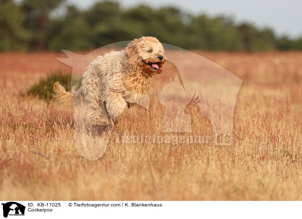 Cockerpoo / Cockerpoo / KB-11025