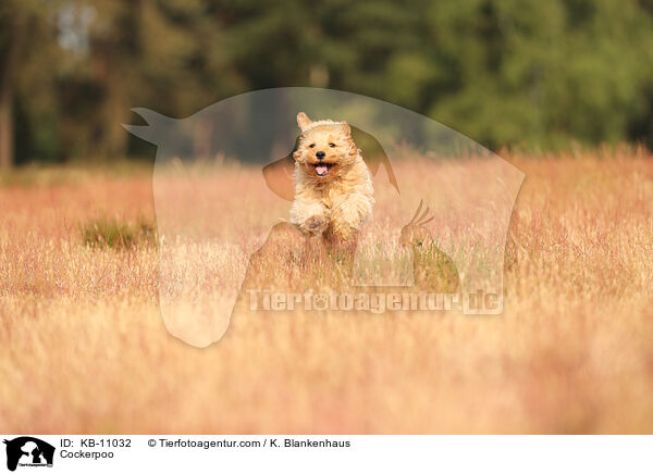 Cockerpoo / Cockerpoo / KB-11032