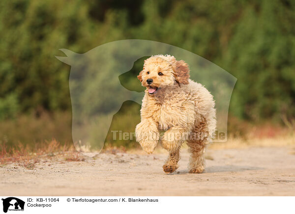 Cockerpoo / Cockerpoo / KB-11064