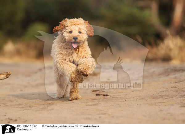 Cockerpoo / Cockerpoo / KB-11070