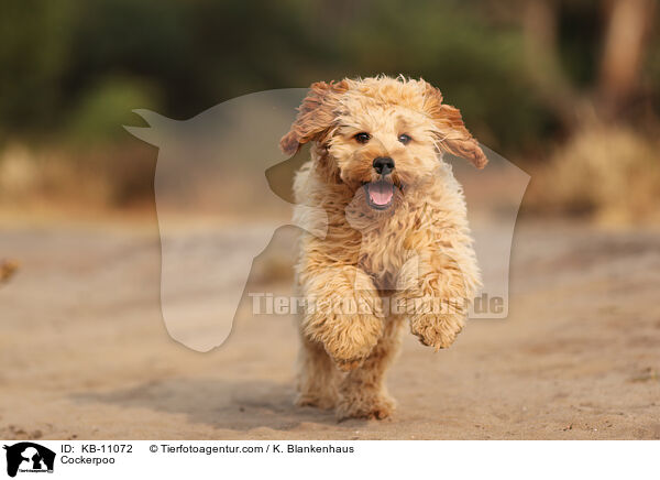 Cockerpoo / Cockerpoo / KB-11072