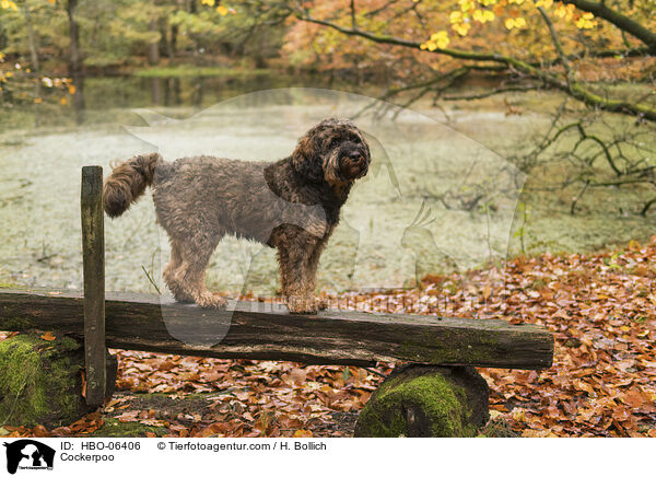 Cockerpoo / Cockerpoo / HBO-06406