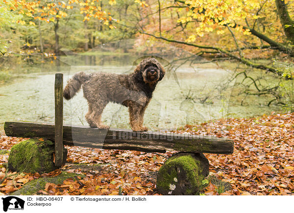 Cockerpoo / Cockerpoo / HBO-06407