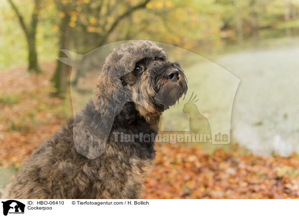 Cockerpoo / Cockerpoo / HBO-06410