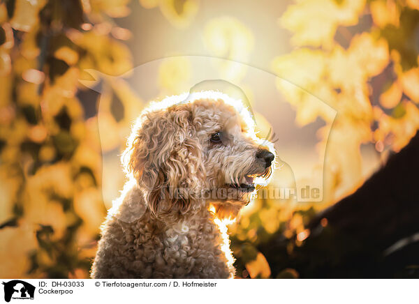 Cockerpoo / Cockerpoo / DH-03033
