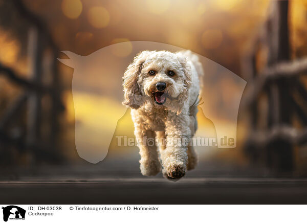 Cockerpoo / Cockerpoo / DH-03038