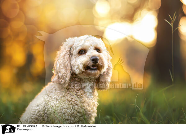 Cockerpoo / Cockerpoo / DH-03041