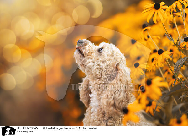 Cockerpoo / Cockerpoo / DH-03045
