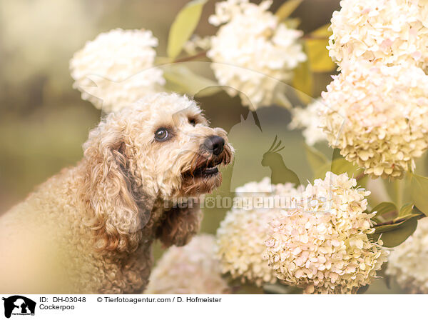 Cockerpoo / Cockerpoo / DH-03048