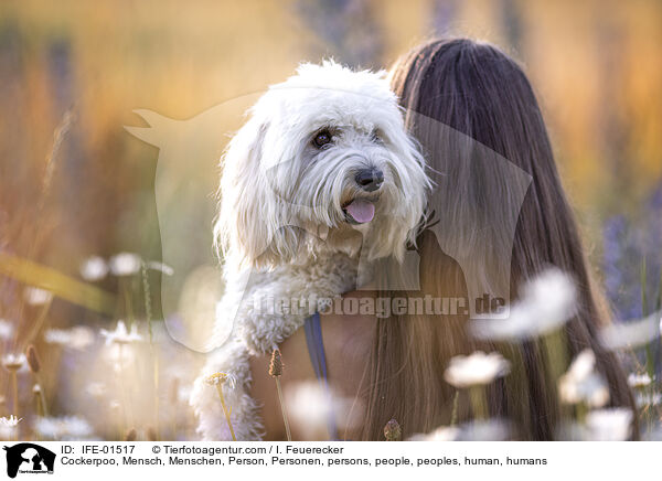 Cockerpoo / Cockerpoo, Mensch, Menschen, Person, Personen, persons, people, peoples, human, humans / IFE-01517