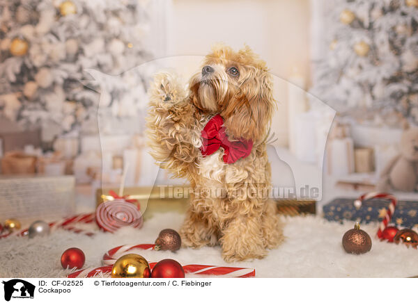 Cockapoo / Cockapoo / CF-02525