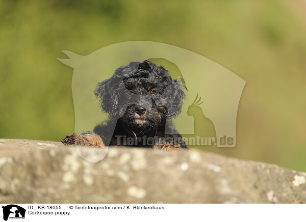 Cockerpoo Welpe / Cockerpoo puppy / KB-18055