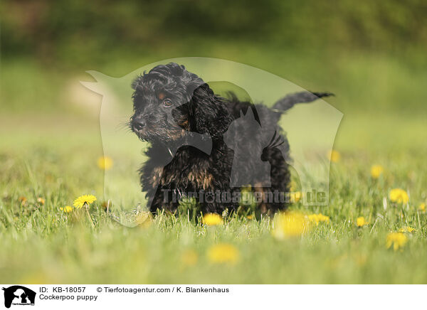 Cockerpoo Welpe / Cockerpoo puppy / KB-18057