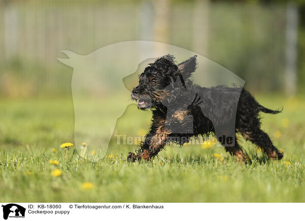 Cockerpoo Welpe / Cockerpoo puppy / KB-18060