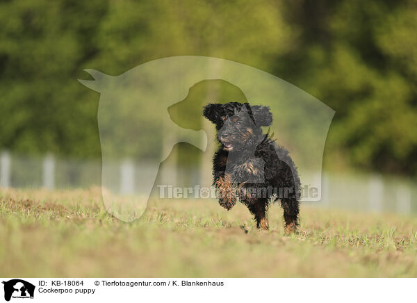 Cockerpoo Welpe / Cockerpoo puppy / KB-18064