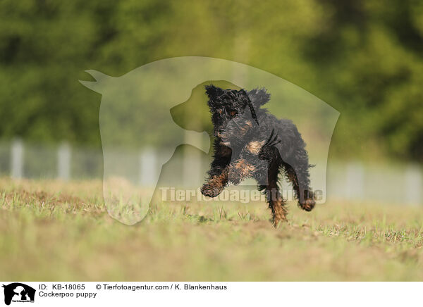 Cockerpoo Welpe / Cockerpoo puppy / KB-18065