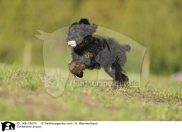 Cockerpoo Welpe / Cockerpoo puppy / KB-18070