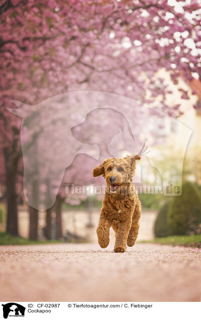 Cockapoo / Cockapoo / CF-02987