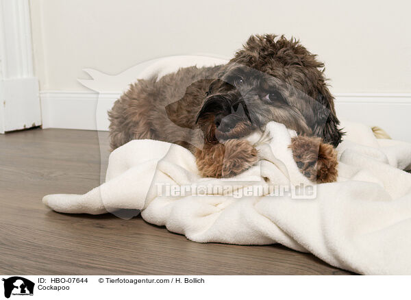 Cockerpoo / Cockapoo / HBO-07644