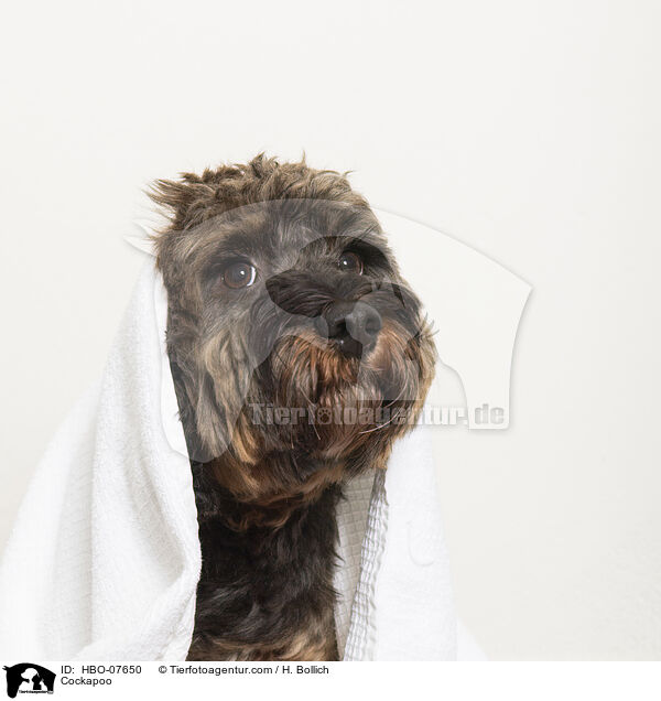 Cockerpoo / Cockapoo / HBO-07650