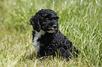 Cockapoo puppy