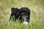 Cockapoo puppy