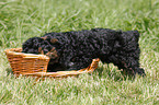 Cockapoo puppy