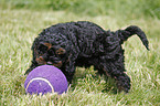 Cockapoo puppy