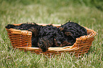 Cockapoo puppy