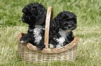 Cockapoo Puppies