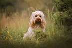 Cockerpoo in summer