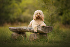 Cockerpoo in summer