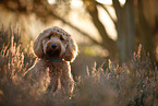 Cockerpoo in autumn