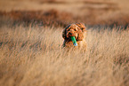 Cockerpoo in autumn