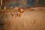 Cockerpoo in autumn